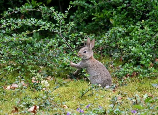 Rabbit <i>Oryctolagus cuniculus</i>